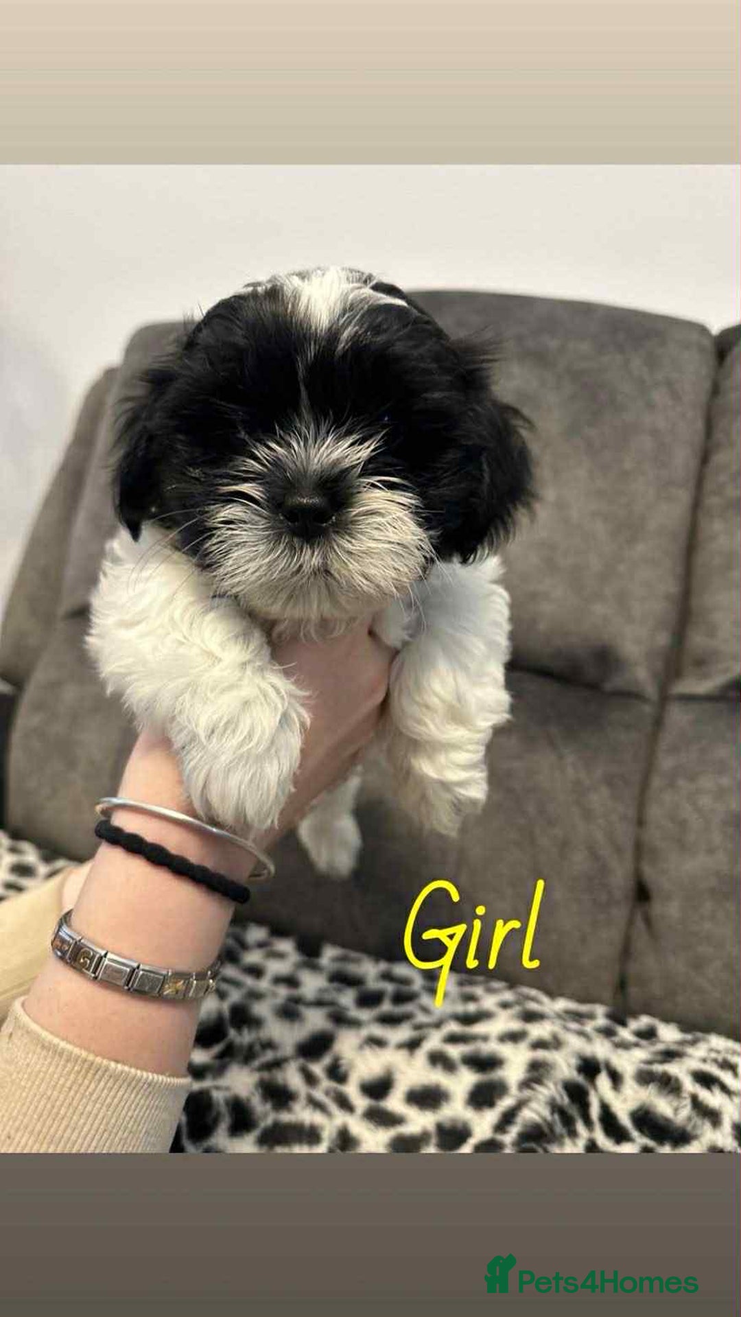 Shih Tzu dogs for sale: 🩷 Beautiful Shitzu Puppies 🩷 - Image 2