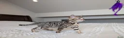 Bengal cats for sale: 🖤🩶🤍 BEAUTIFUL BENGAL KITTENS 🤍🩶🖤 - Advert 21