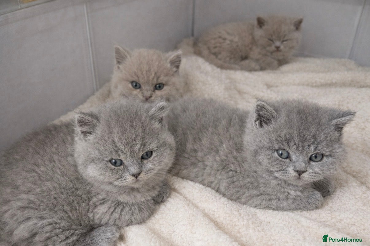 British Shorthair cats Lilac/Fawn British Blue Chunky Babies  - Advert 16