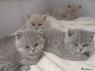 British Shorthair cats Lilac/Fawn British Blue Chunky Babies - Advert 18