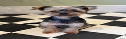 Yorkshire Terrier dogs for sale: Yorkie terrier  - Advert 7