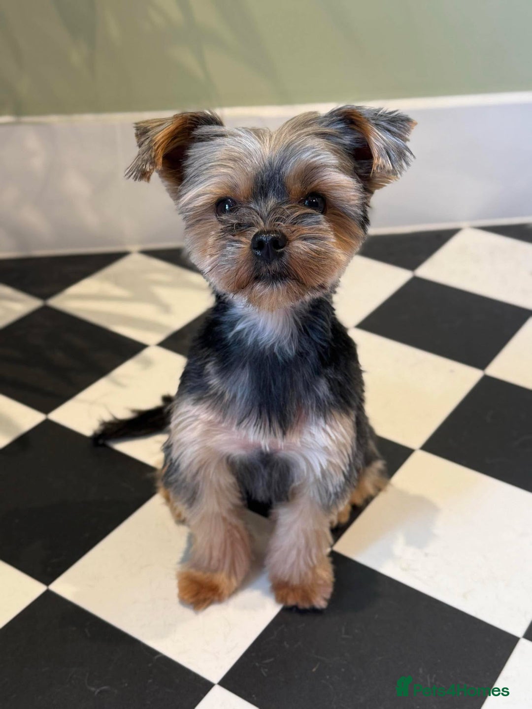 Yorkshire Terrier dogs for sale: Yorkie terrier  - Advert 7