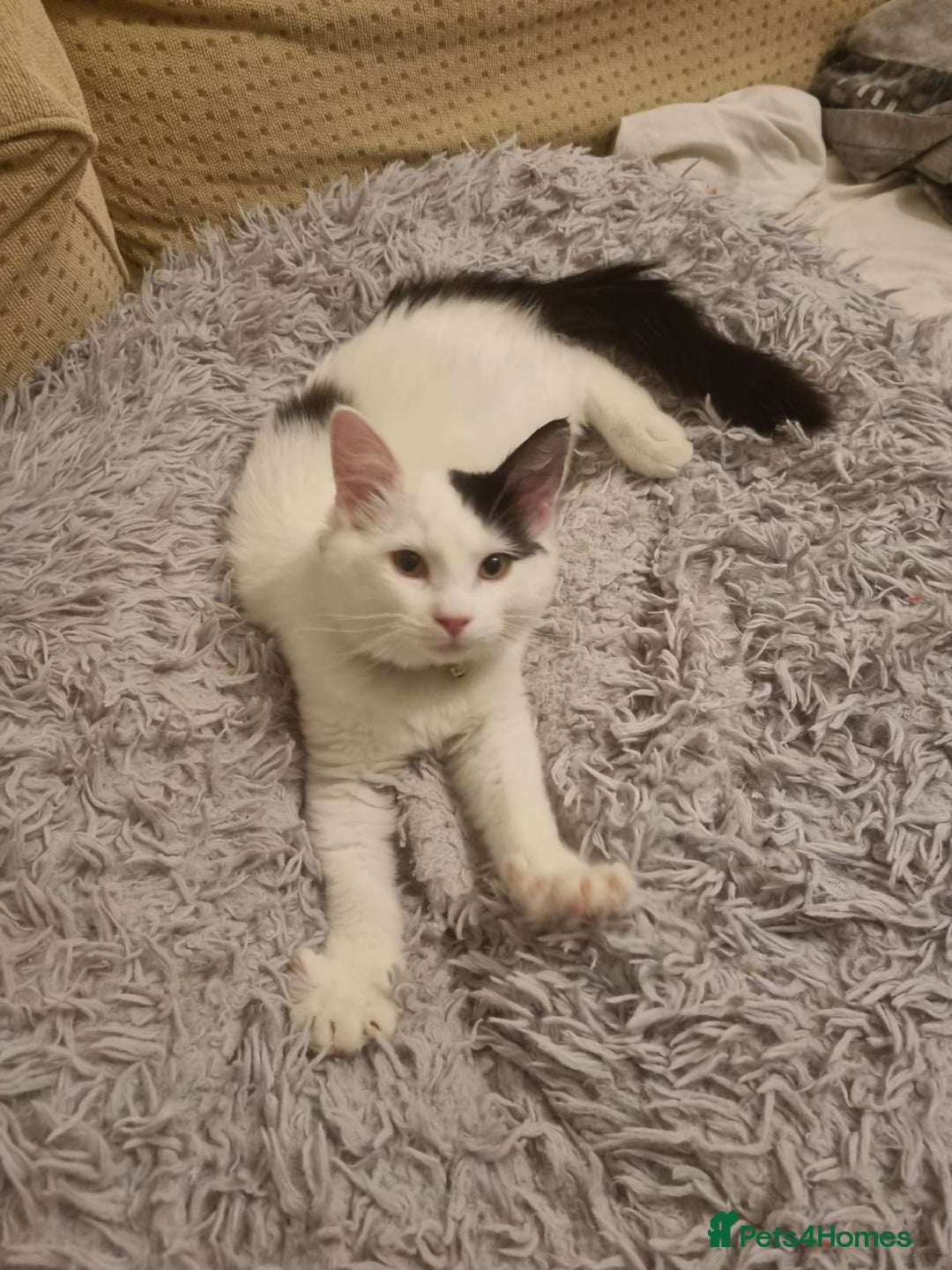 Ragdoll cats for sale: Mix Ragdoll boy  - Advert 8