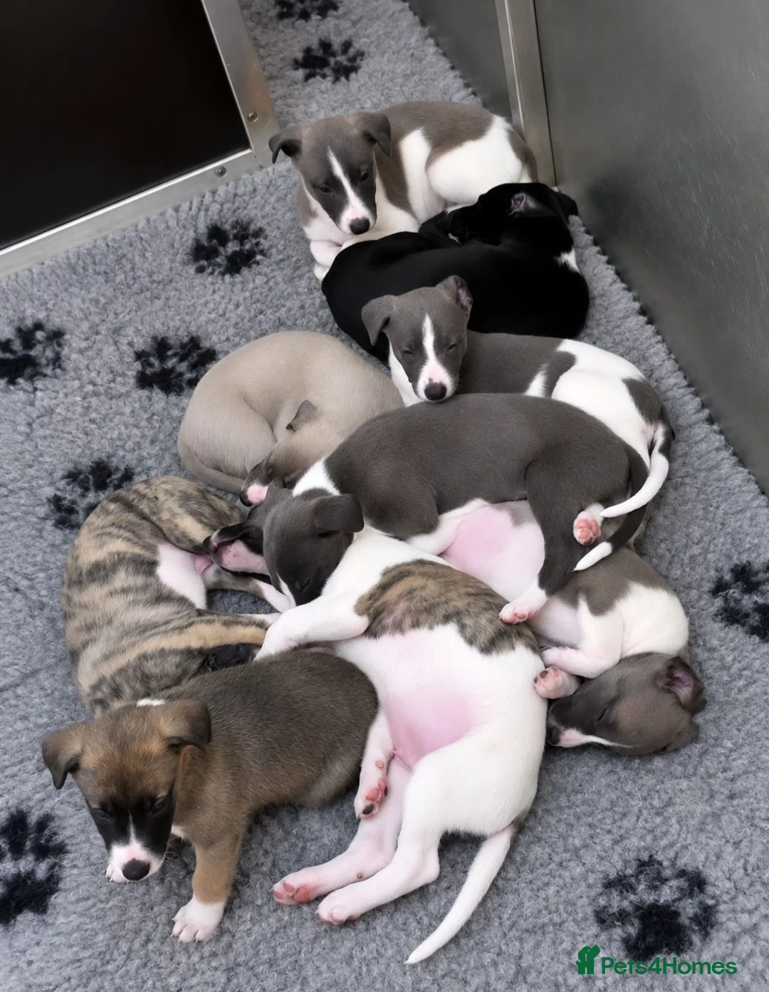 Mixed Breed dogs for sale: 3/4 whippet 1/4 border collie - Advert 4