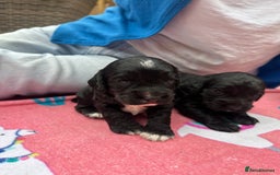 Cocker Spaniel dogs for sale: Working Cocker Spaniel Puppies  - Advert 1