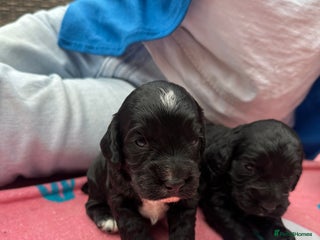 Cocker Spaniel dogs - Advert 12