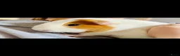 Guinea Pig rodents for sale: Two female guinea pigs  - Advert 3