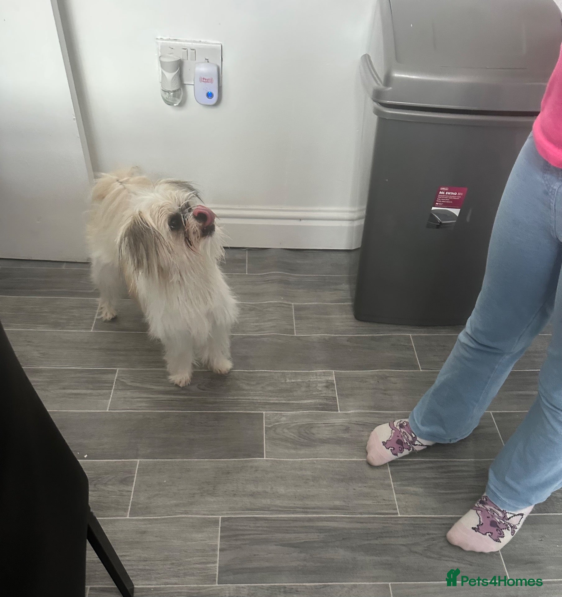 Shih Tzu dogs Props - Advert 1