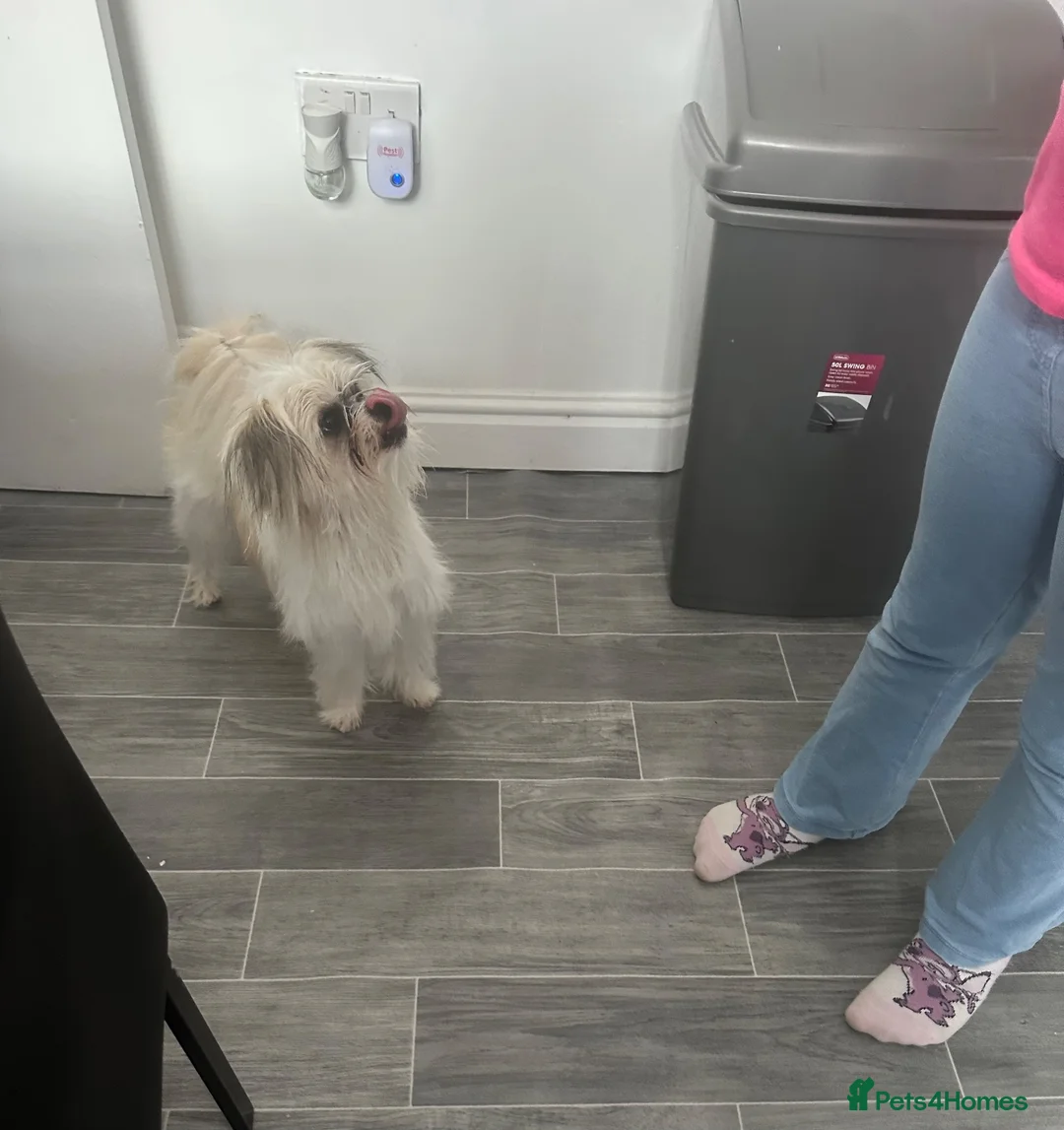 Shih Tzu dogs for sale: Props - Advert 1