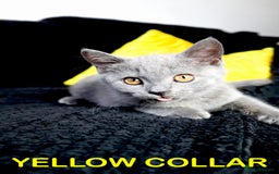 British Shorthair cats for sale: Last 3 Pedigree GCCF Reg Kittens, Ready Now in Gillingham - Image 7