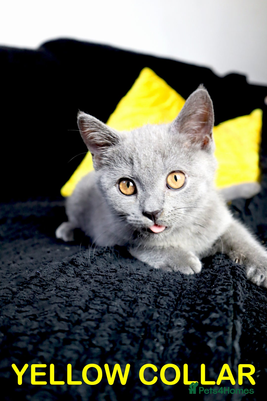 British Shorthair cats for sale: Last 3 Pedigree GCCF Reg Kittens, Ready Now in Gillingham - Image 7