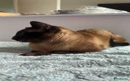 Siamese cats for sale: Beautiful Siamese Kittens - Advert 15