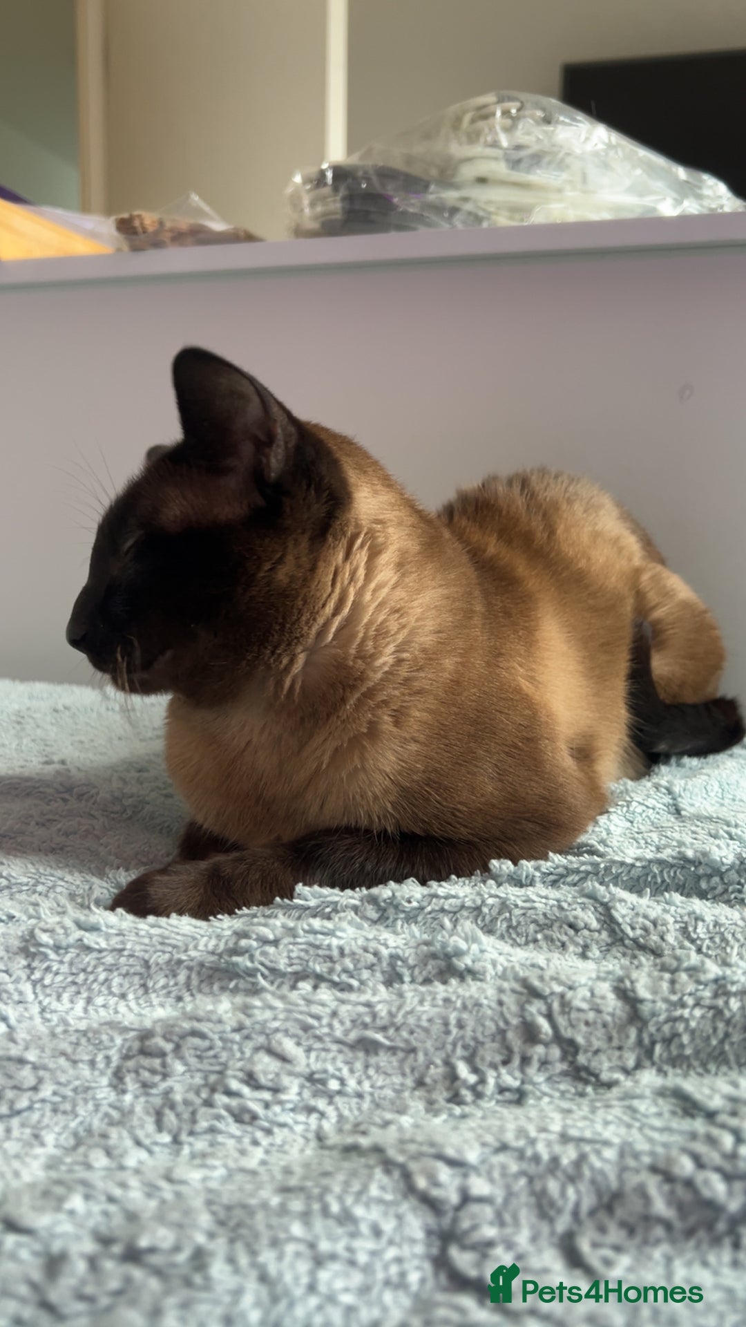 Siamese cats for sale: Beautiful Siamese Kittens - Advert 15