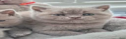 British Shorthair cats for sale: Beautiful Pure Breed ✨ British Shorthair Kittens ⭐ - Advert 22
