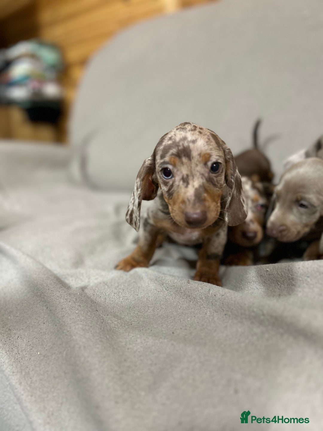 Miniature Dachshund dogs for sale: Stunning pure miniature dachshunds - Image 18