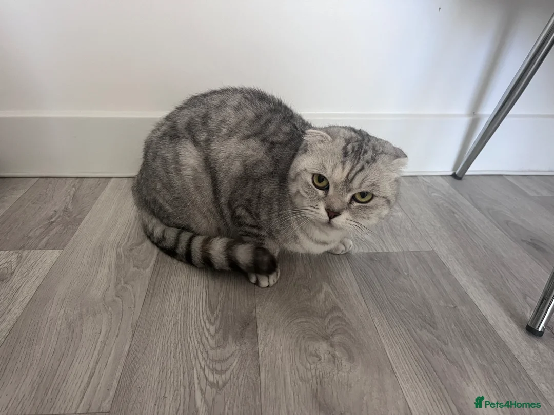 Scottish Fold cats for sale: Beautiful female Scottish fold - Advert 3
