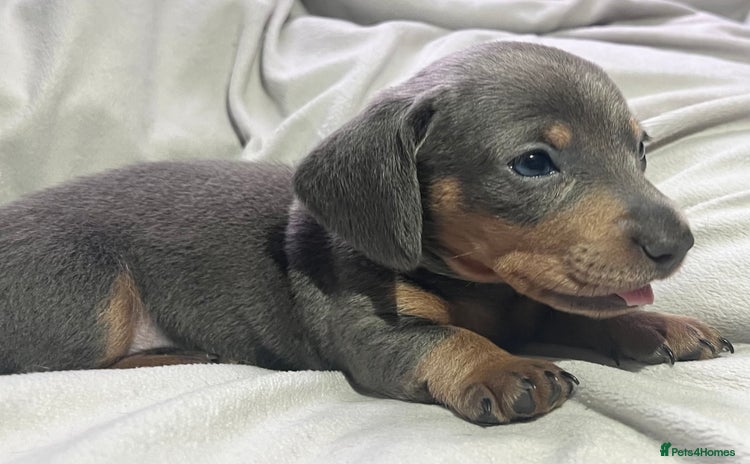 Dachshund dogs - Advert 10