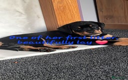 Rottweiler dogs for sale: Rottweiler puppies  - Image 25