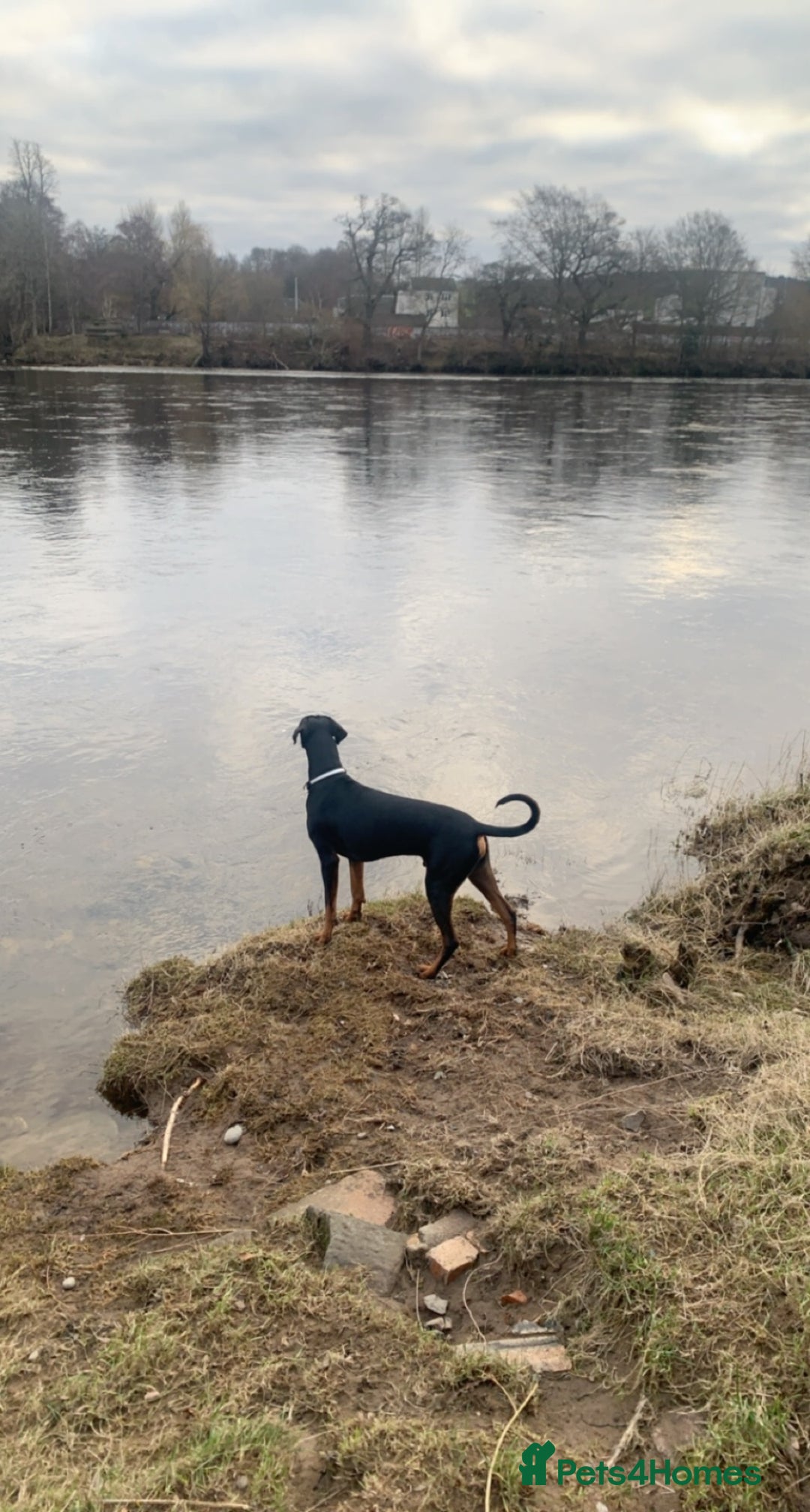 Dobermann dogs for sale: Wonderful Doberman for unfortunate adoption  - Advert 23