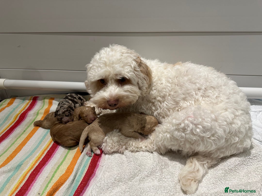 Cavapoo dogs for sale: F1B Cavapoo Puppies - Advert 18