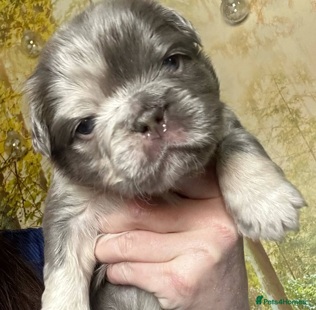 French Bulldog dogs for stud: New shade fluffy merle  in Sheffield - Image 37