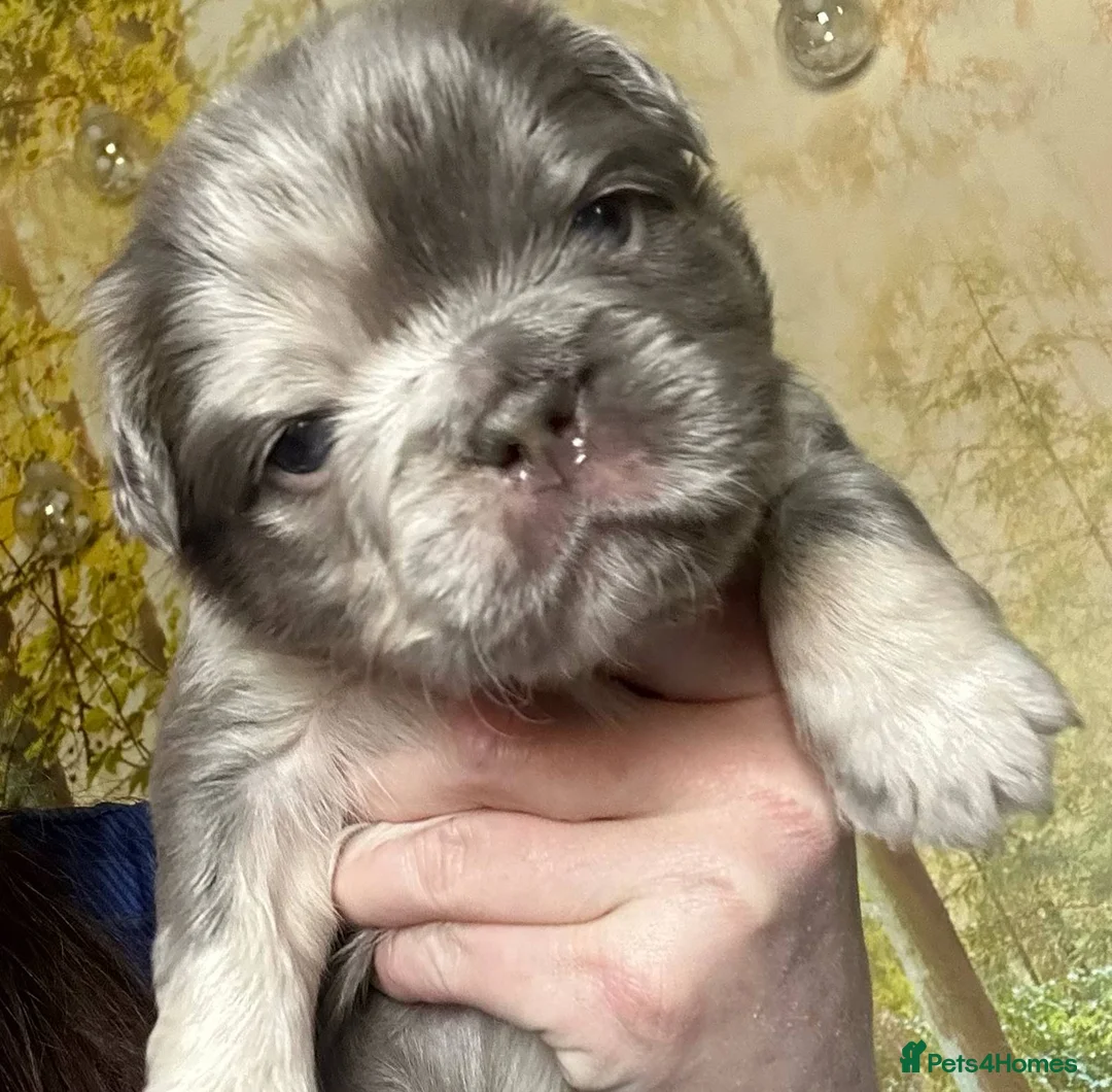 French Bulldog dogs for stud: New shade fluffy merle  in Sheffield - Advert 37