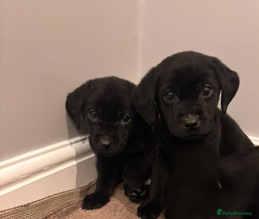 Labrador Retriever dogs Fabulous Labrador puppies  - Advert 11