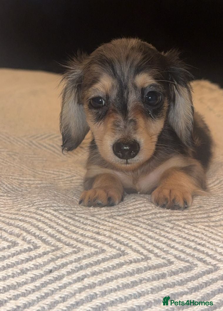 Miniature Dachshund dogs Mini long hair dachshund  - Advert 15