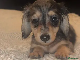 Miniature Dachshund dogs Mini long hair dachshund - Advert 15