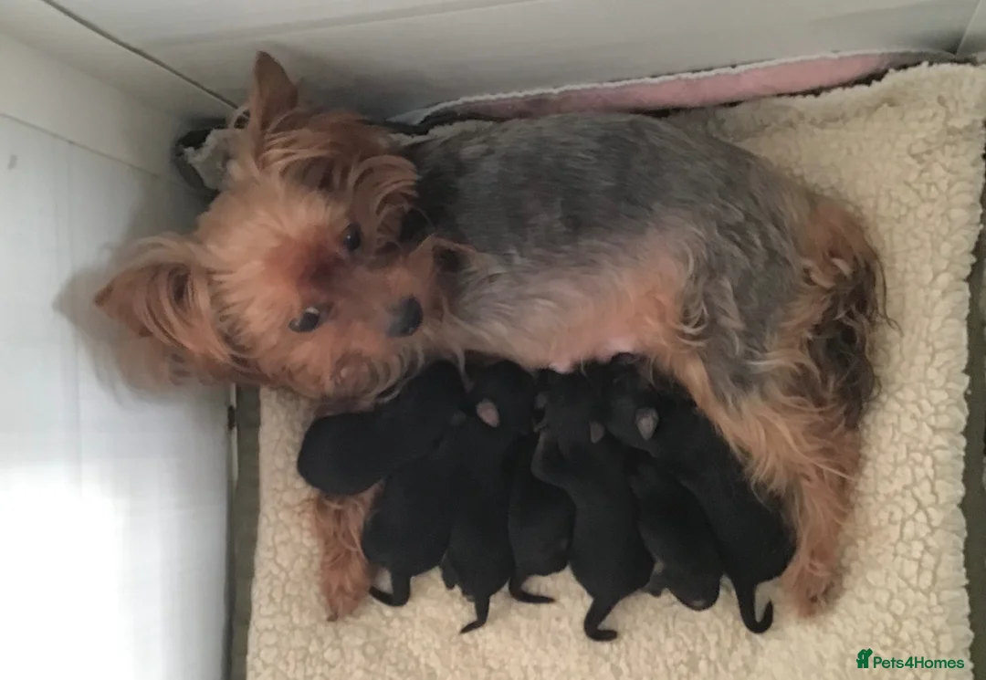 Yorkshire Terrier dogs for sale: Quality KC registered puppies - Advert 6