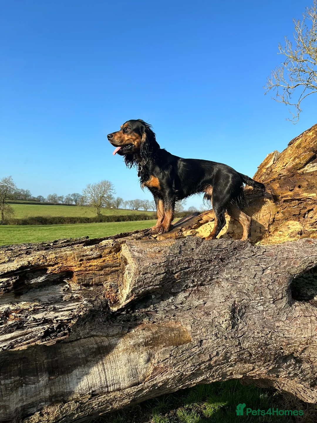 Cocker Spaniel dogs for stud: Working Cocker Spaniel stud  - Advert 5