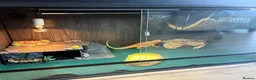 Bearded Dragon reptiles for sale: Bearded dragon - Advert 1