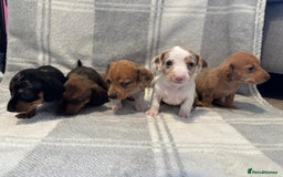 Dachshund dogs for sale: LAST 2 READY NOW Dachshund Puppies (1F, 1M) - Image 5