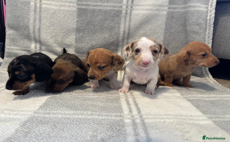 Dachshund dogs - Advert 5