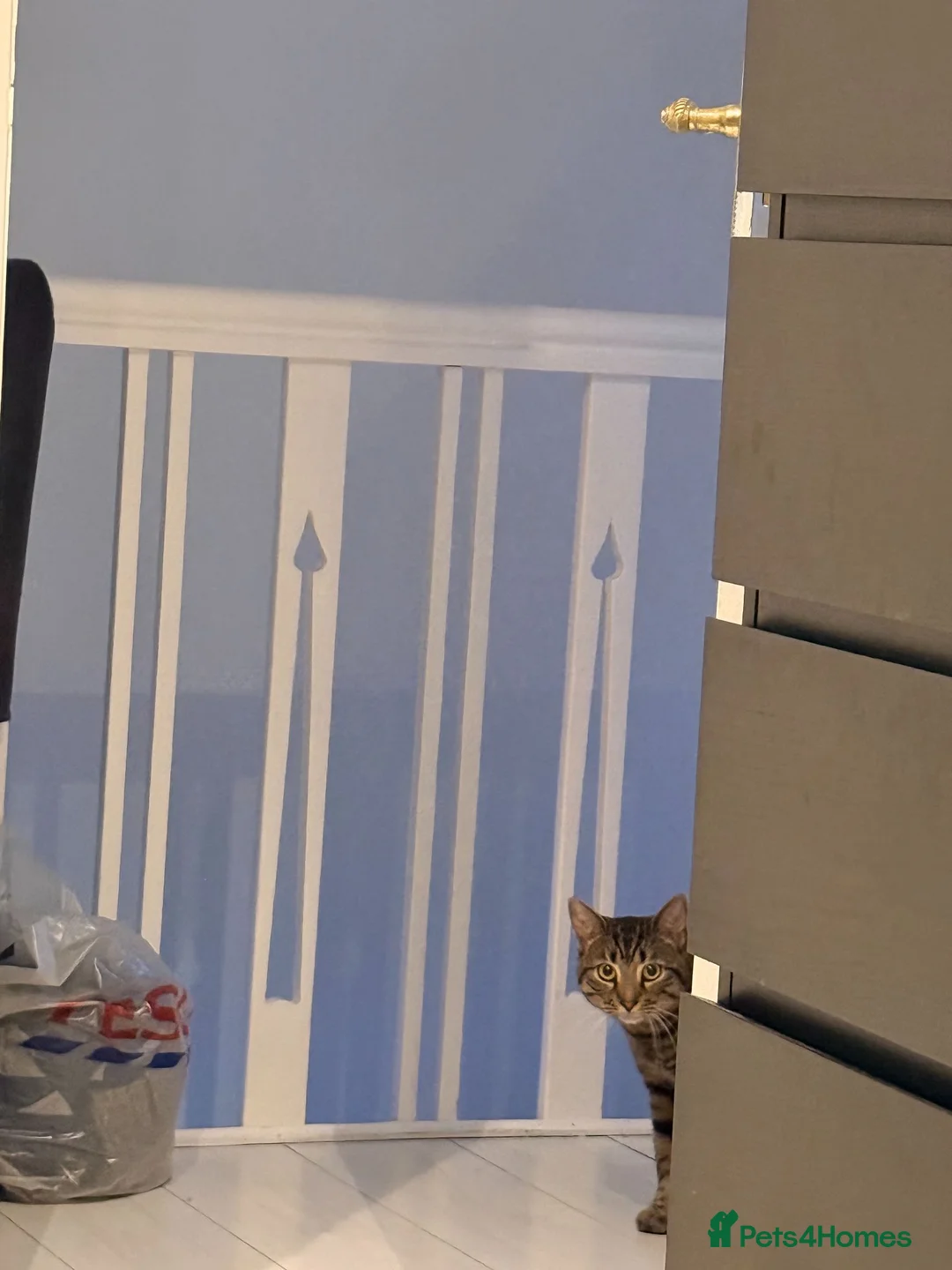 British Shorthair cats for sale: Adorable male tabby cat - Advert 2