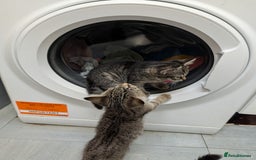 Domestic Shorthair cats for sale: Babies ready for their new homes NOW 🥰 - Image 30