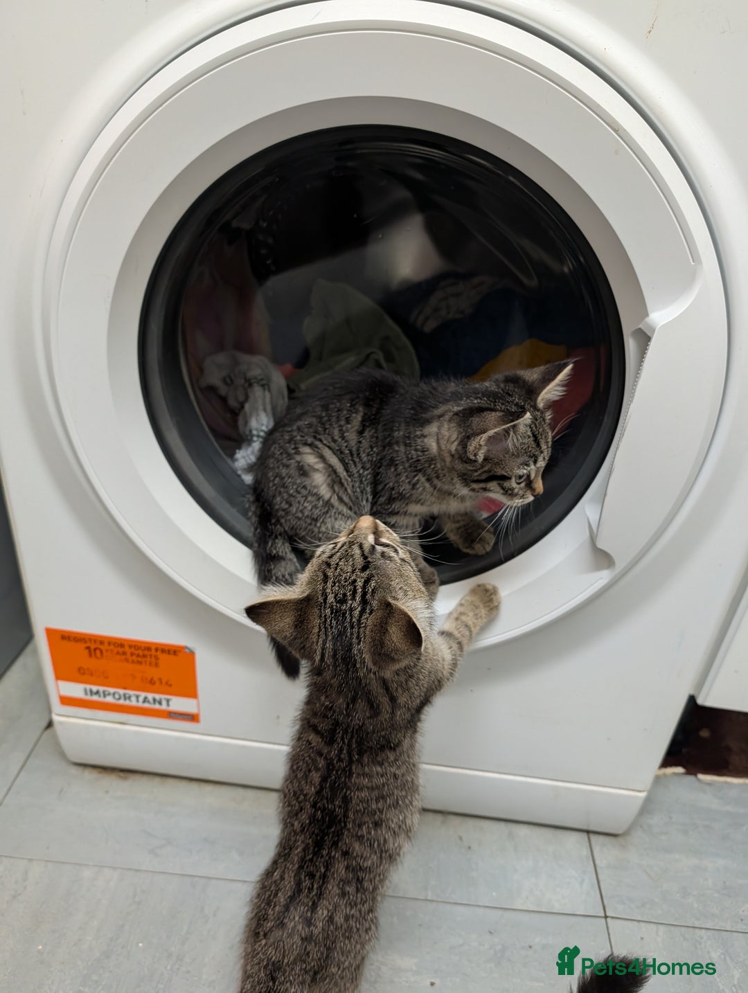 Domestic Shorthair cats for sale: Babies ready for their new homes NOW 🥰 - Image 30