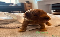 Cockapoo dogs for sale: ⭐️Exceptional litter - Cockapoo F1BB⭐️ - Image 26