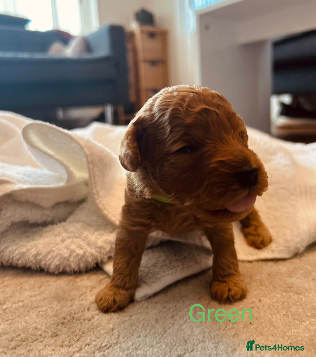 Cockapoo dogs for sale: ⭐️Exceptional litter - Cockapoo F1BB⭐️ - Image 26