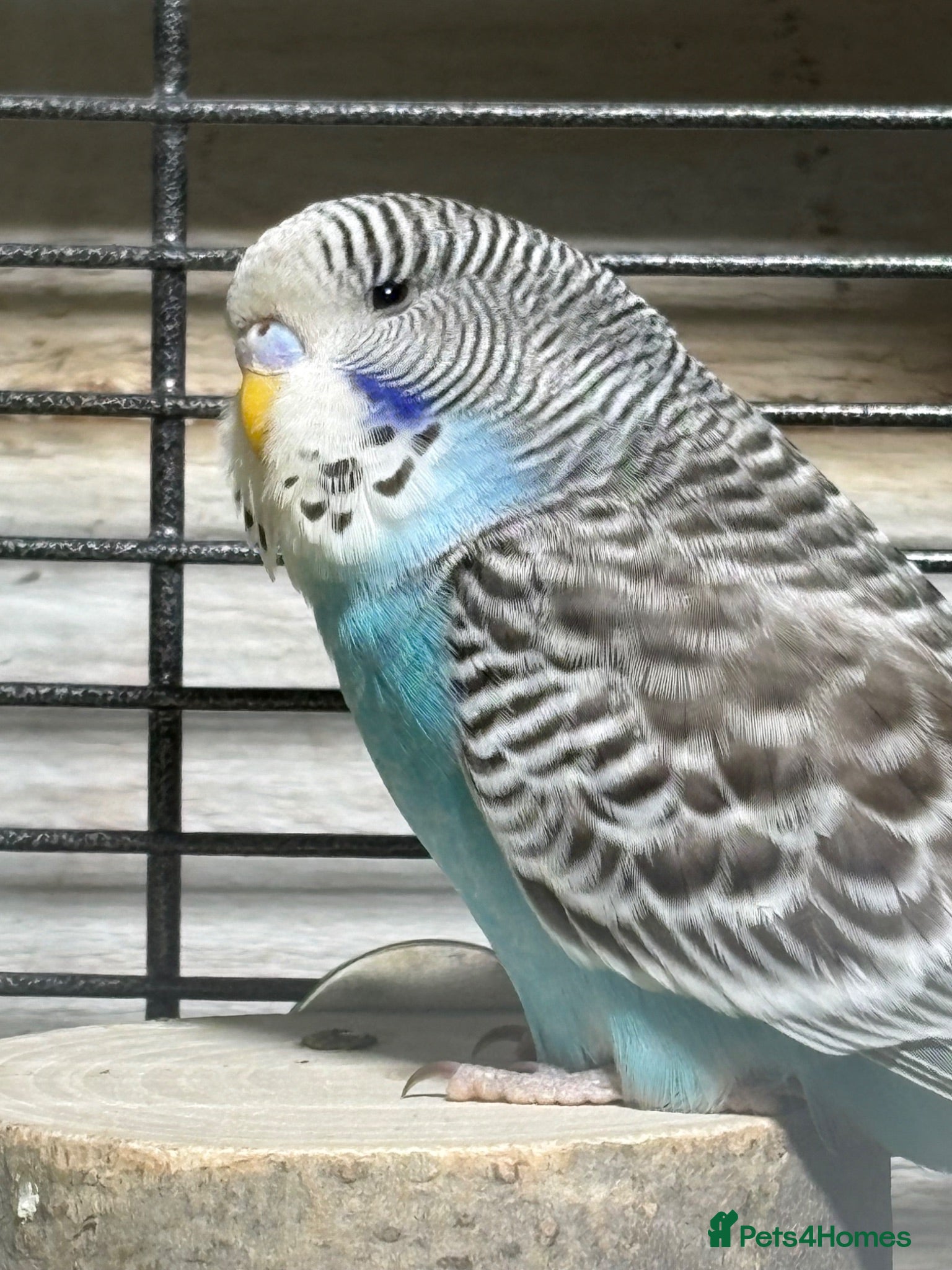 Budgerigars birds Young budgies for sale - Advert 20