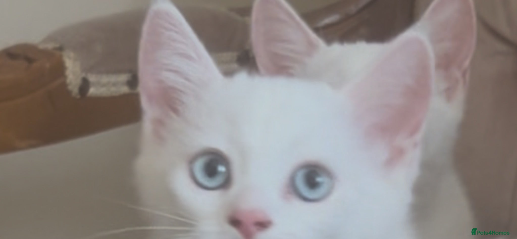 Munchkin cats Loving Friendly And Cute Fur Babies 🤗 - Advert 1