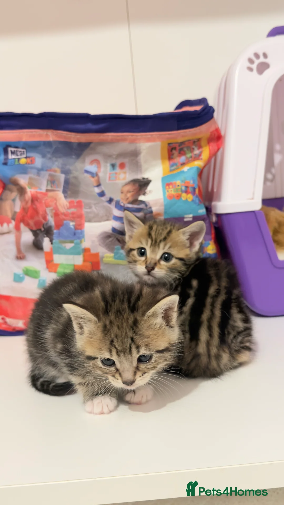 Mixed Breed cats for sale: 6 tortoiseshell/tabby - Advert 3