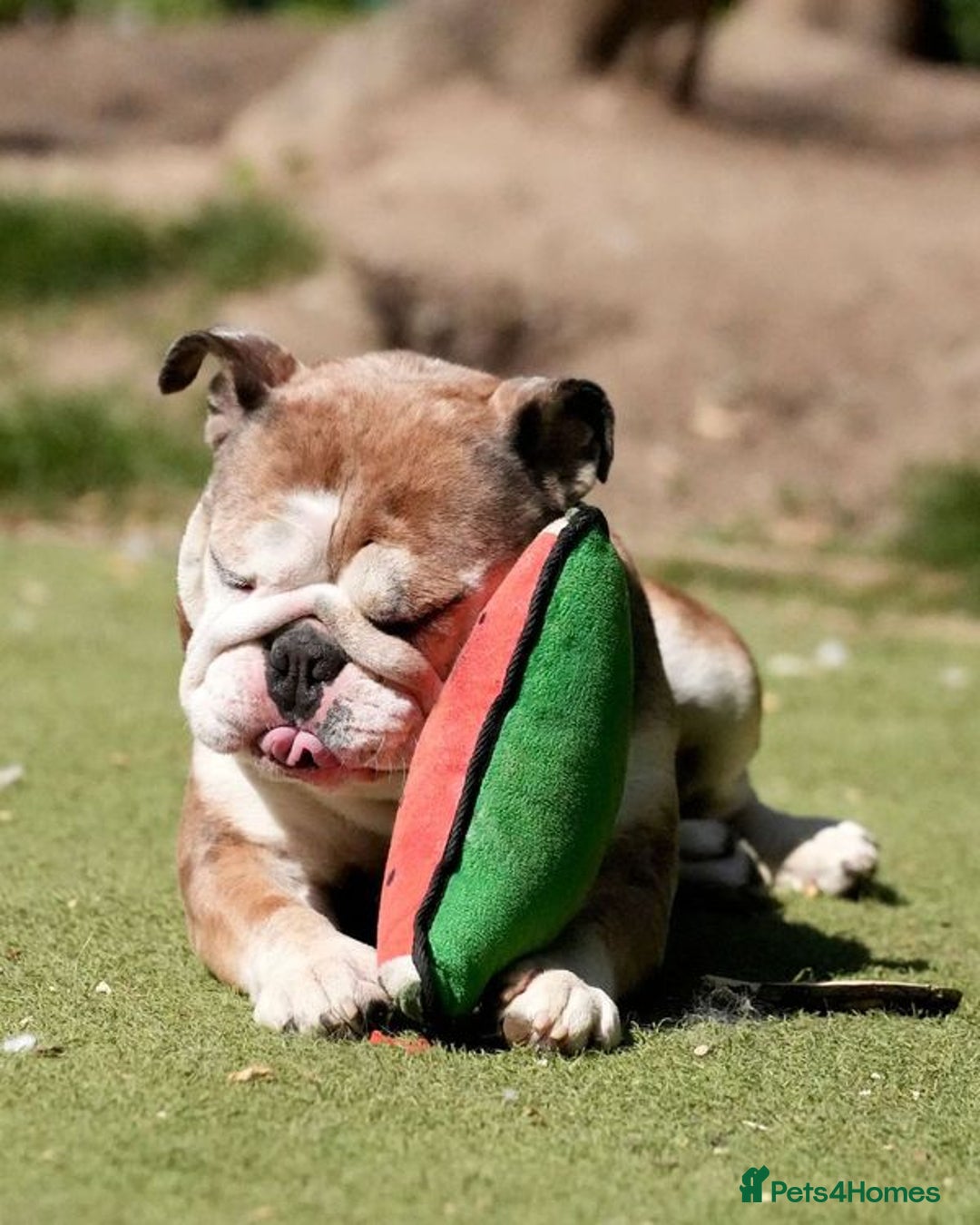 Mixed Breed dogs for adoption: Pebbles is in search of her forever home! - Image 4