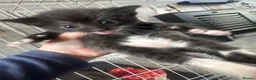 Mixed Breed cats for sale: 3 fur babies, Russian blue x - Advert 3