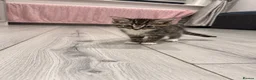 Mixed Breed cats for sale: Tabby x Bombay Kittens  - Advert 9