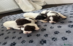 English Springer Spaniel dogs for sale: 10 stunning spaniel puppies for sale  - Image 9