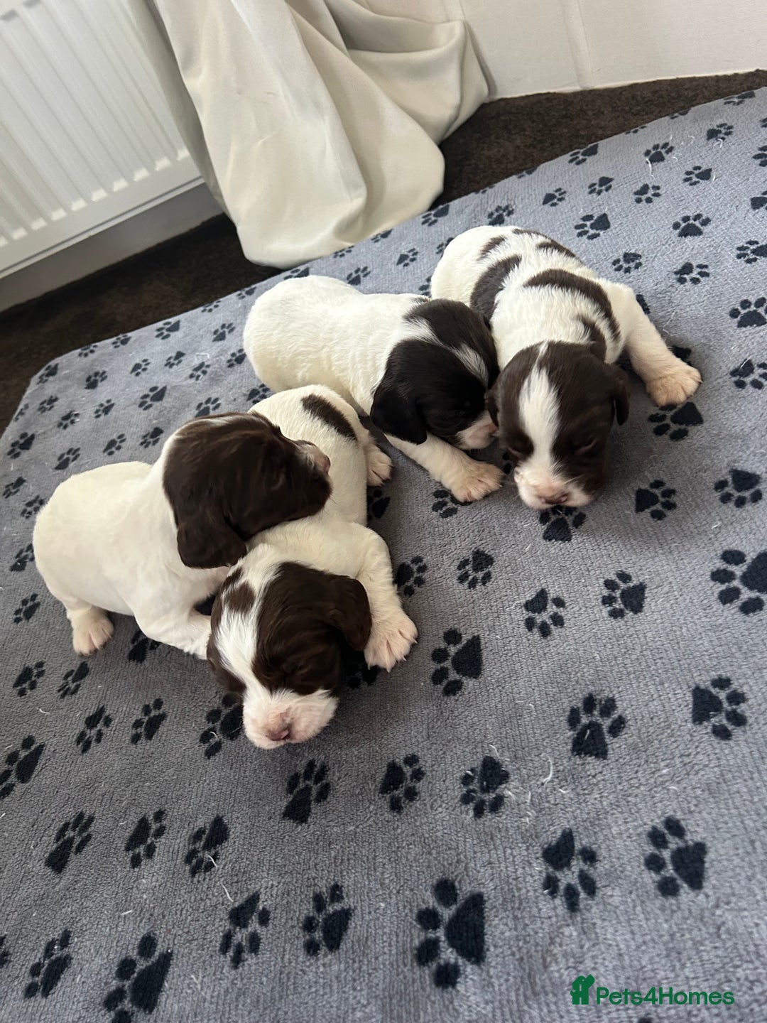 English Springer Spaniel dogs for sale: 10 stunning spaniel puppies for sale  - Image 9