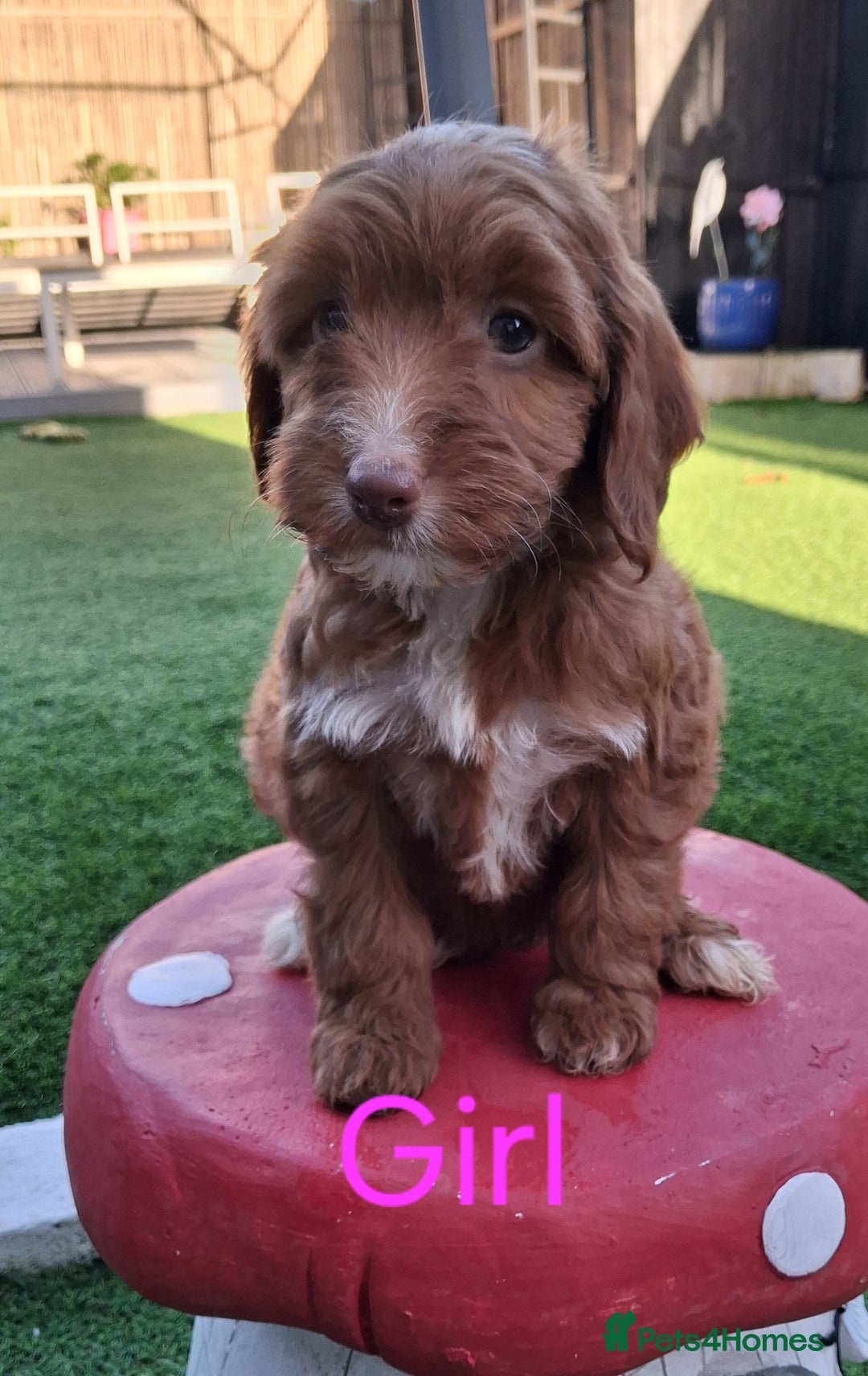 Cockapoo dogs for sale: ** LAST ADORABLE CURLY BLACK & WHITE COCKAPOOS **  - Advert 17