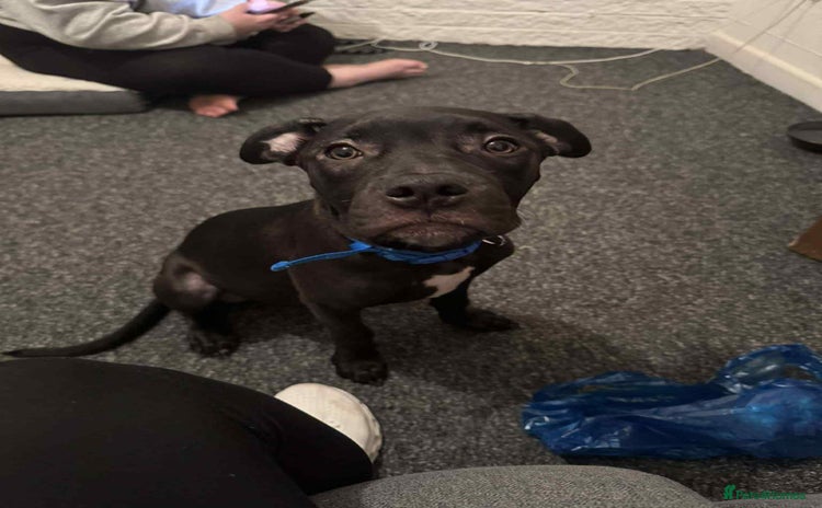 Mixed Breed dogs 6 month, Male Staffy x Cane Corso - Advert 1