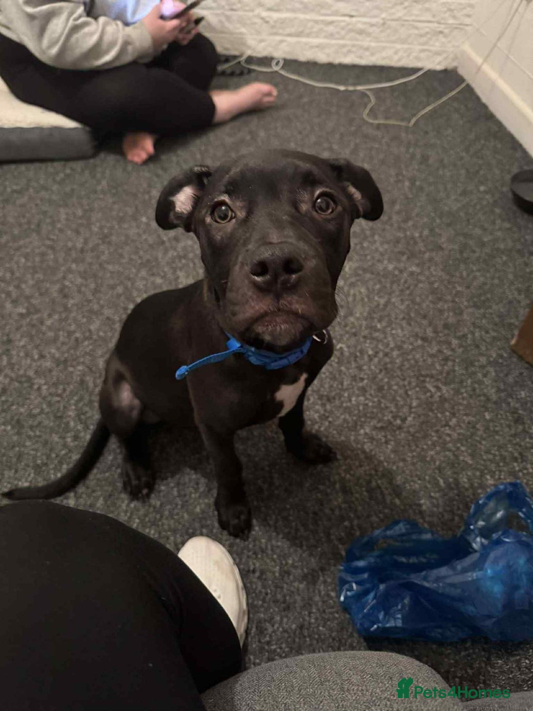 Mixed Breed dogs for sale: 6 month, Male Staffy x Cane Corso - Advert 1